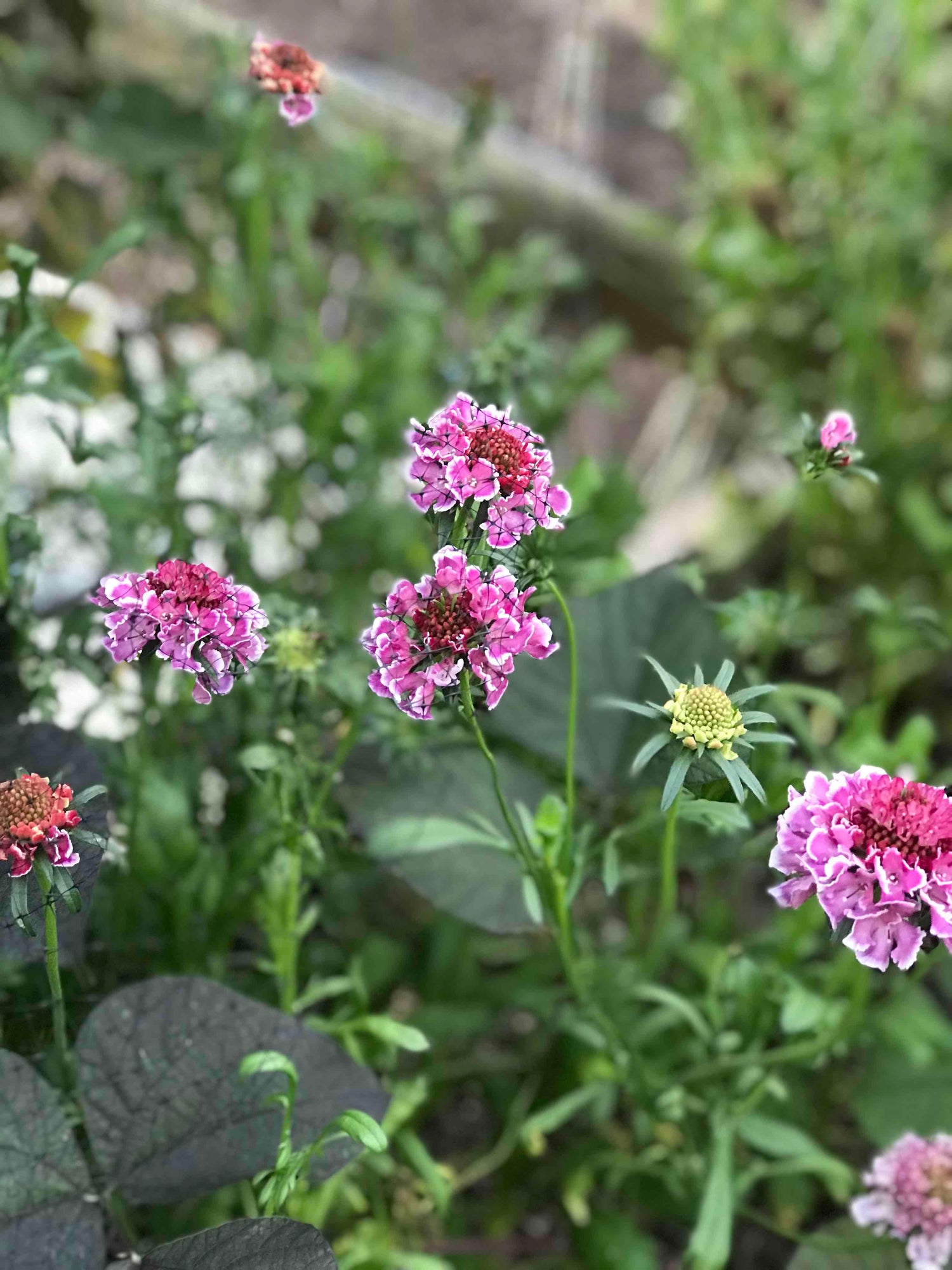 New Hope Flora Cottage flower varieties growing in garden