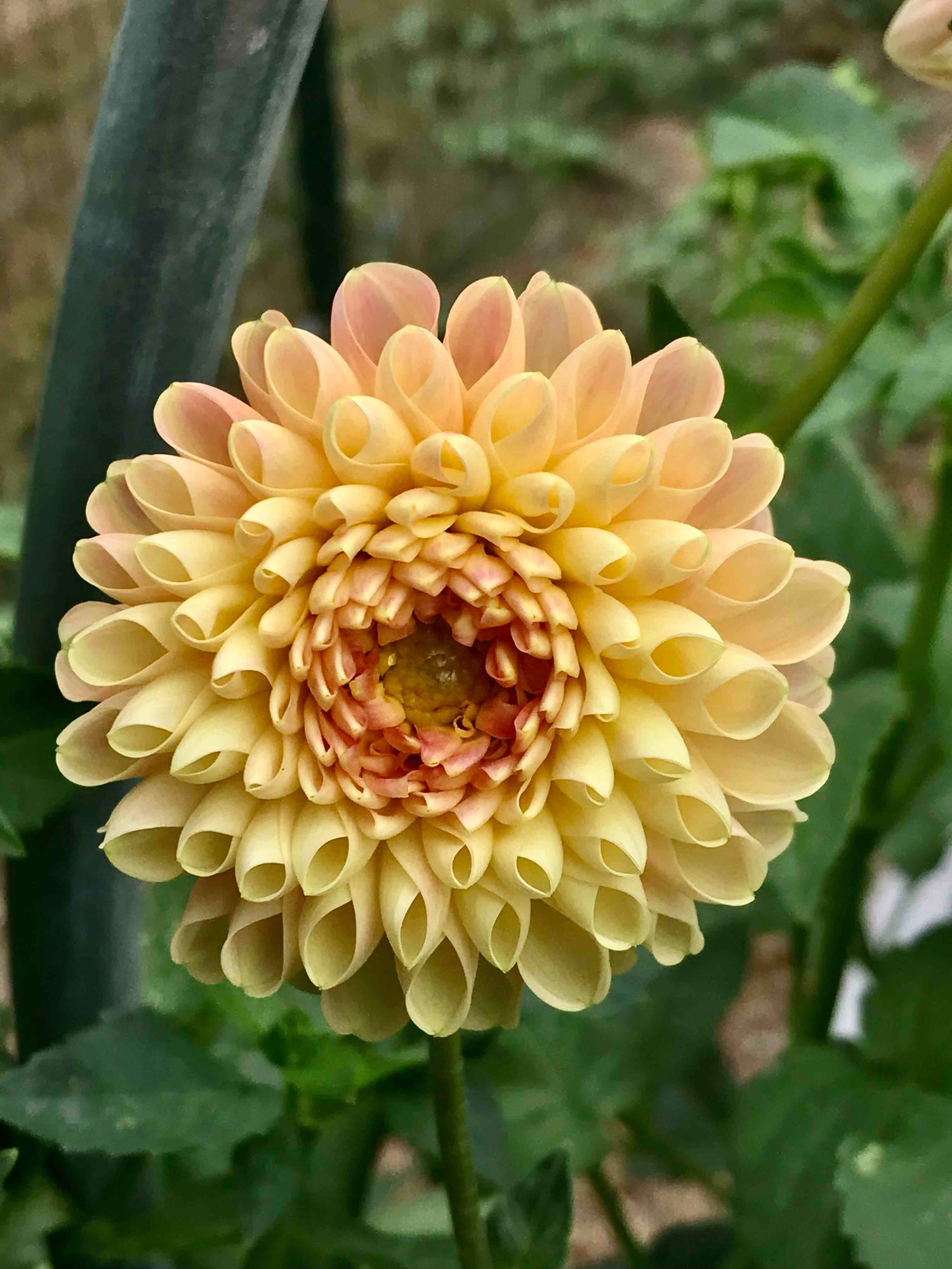 New Hope Flora Cottage flower varieties growing in garden