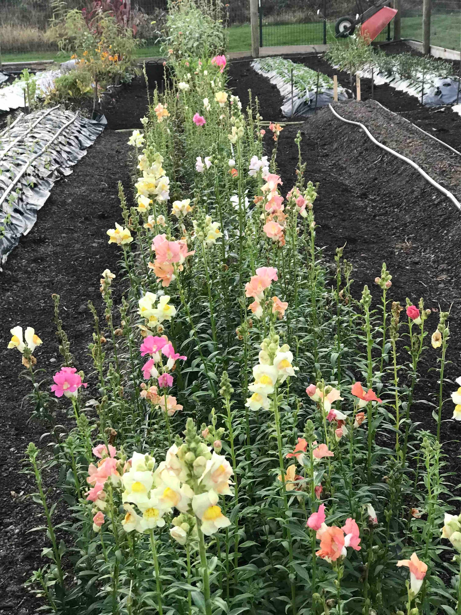 New Hope Flora Cottage fall garden bed