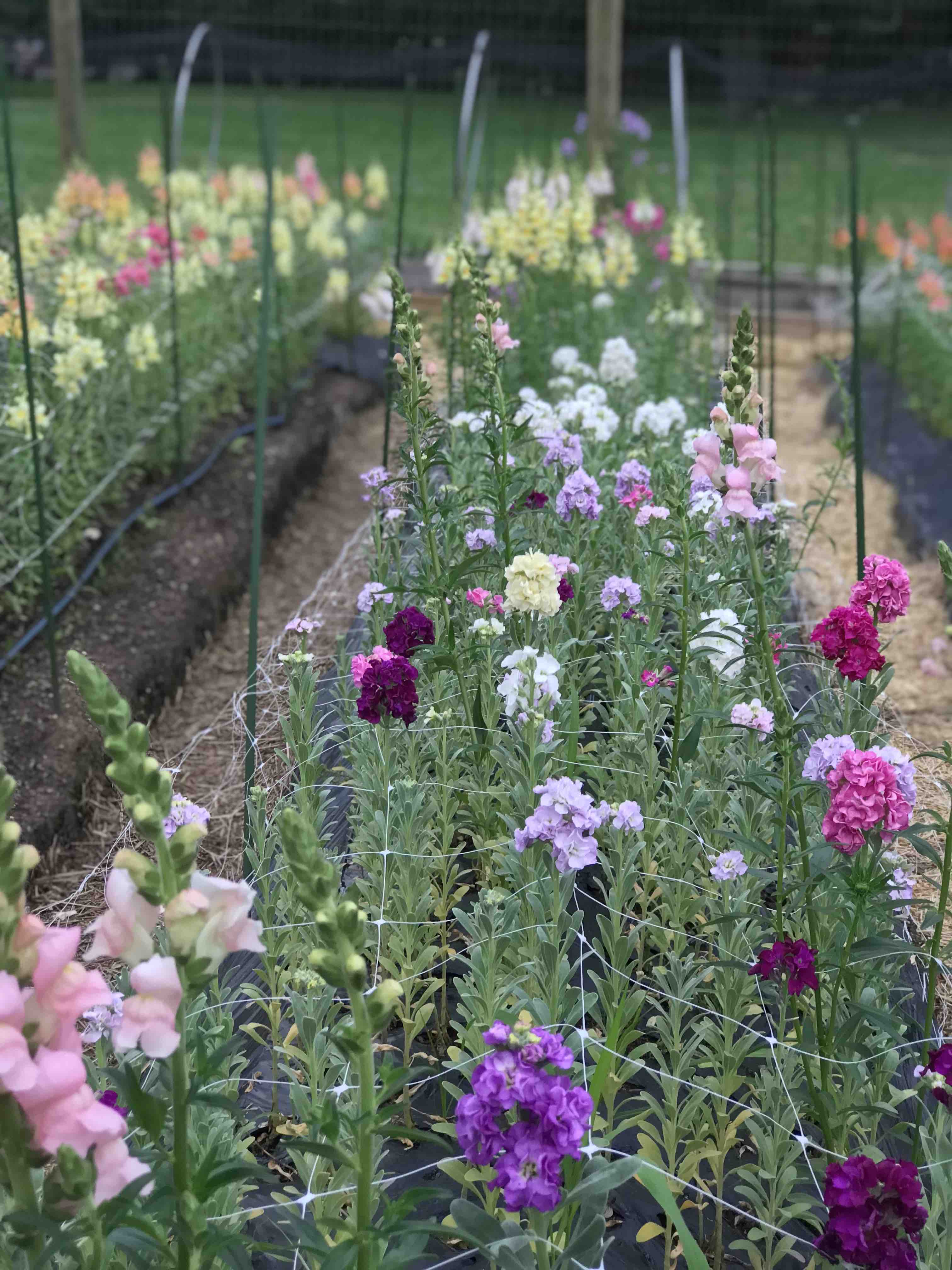 New Hope Flora Cottage flower varieties growing in garden