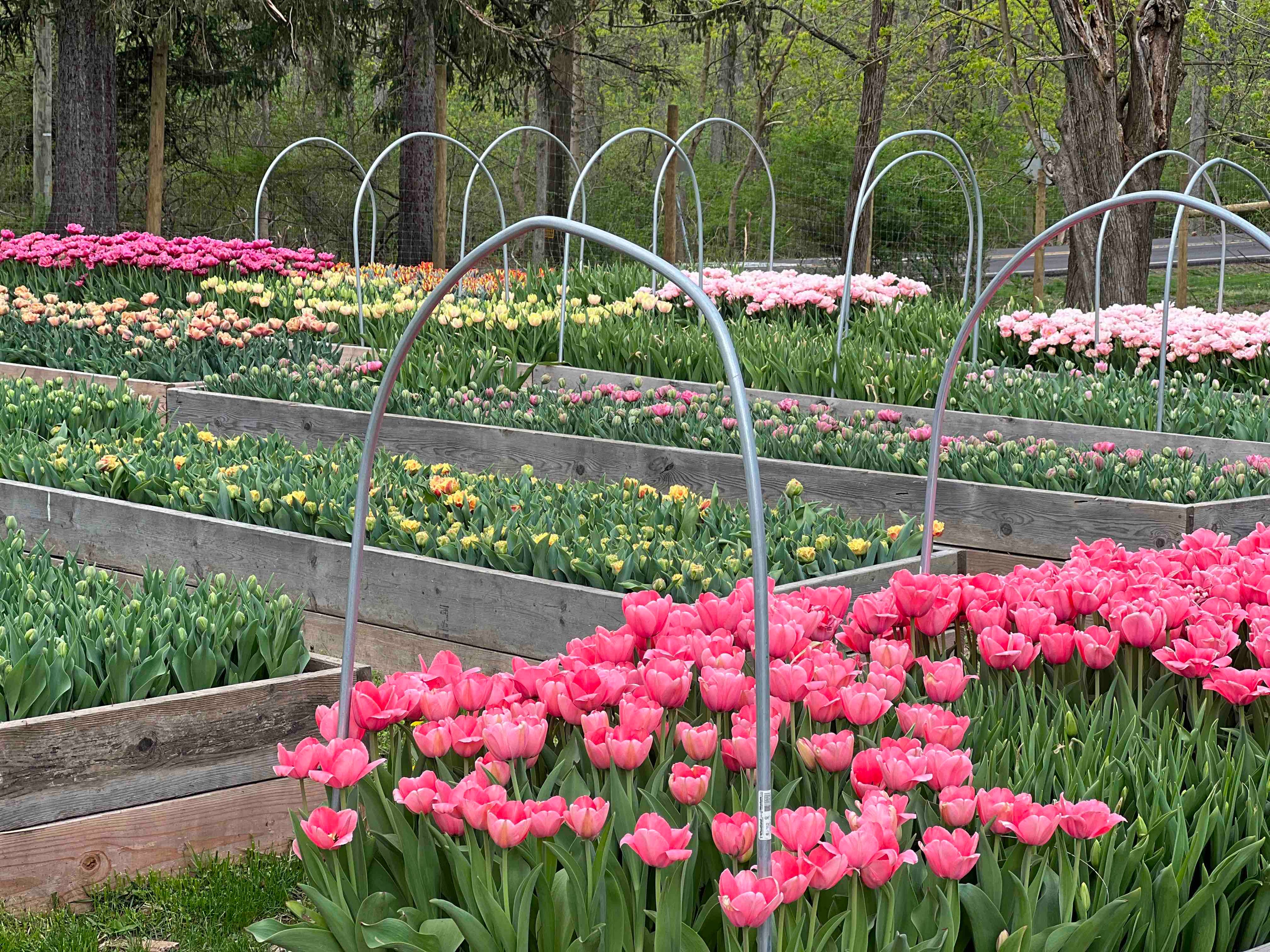 New Hope Flora Cottage tulip beds