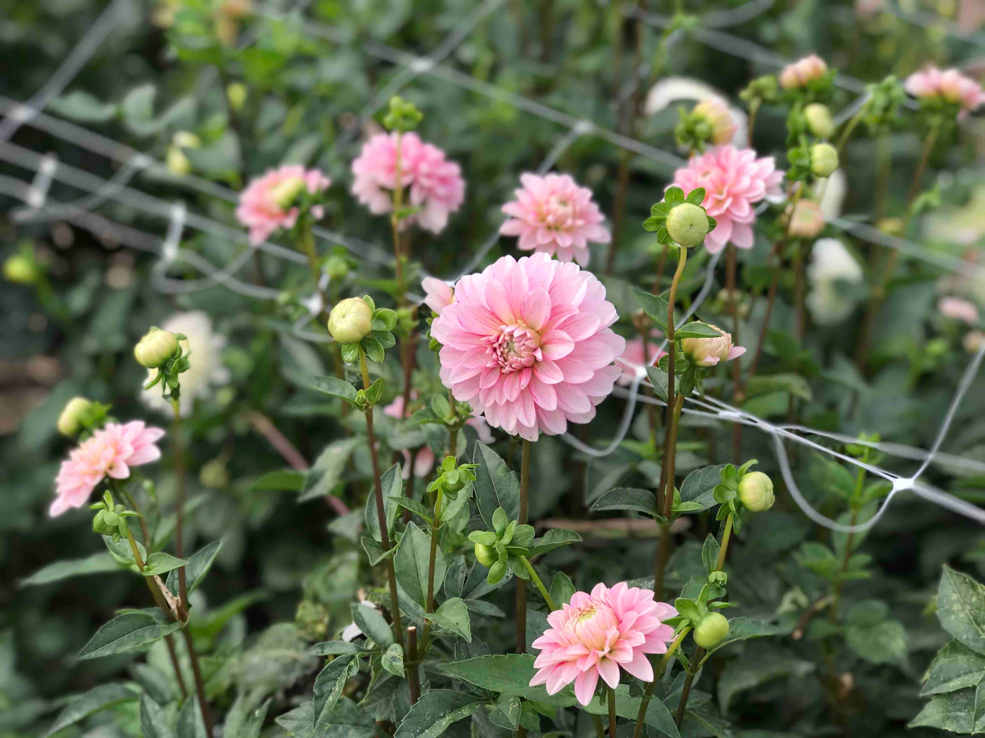 New Hope Flora Cottage dahlia flower bed
