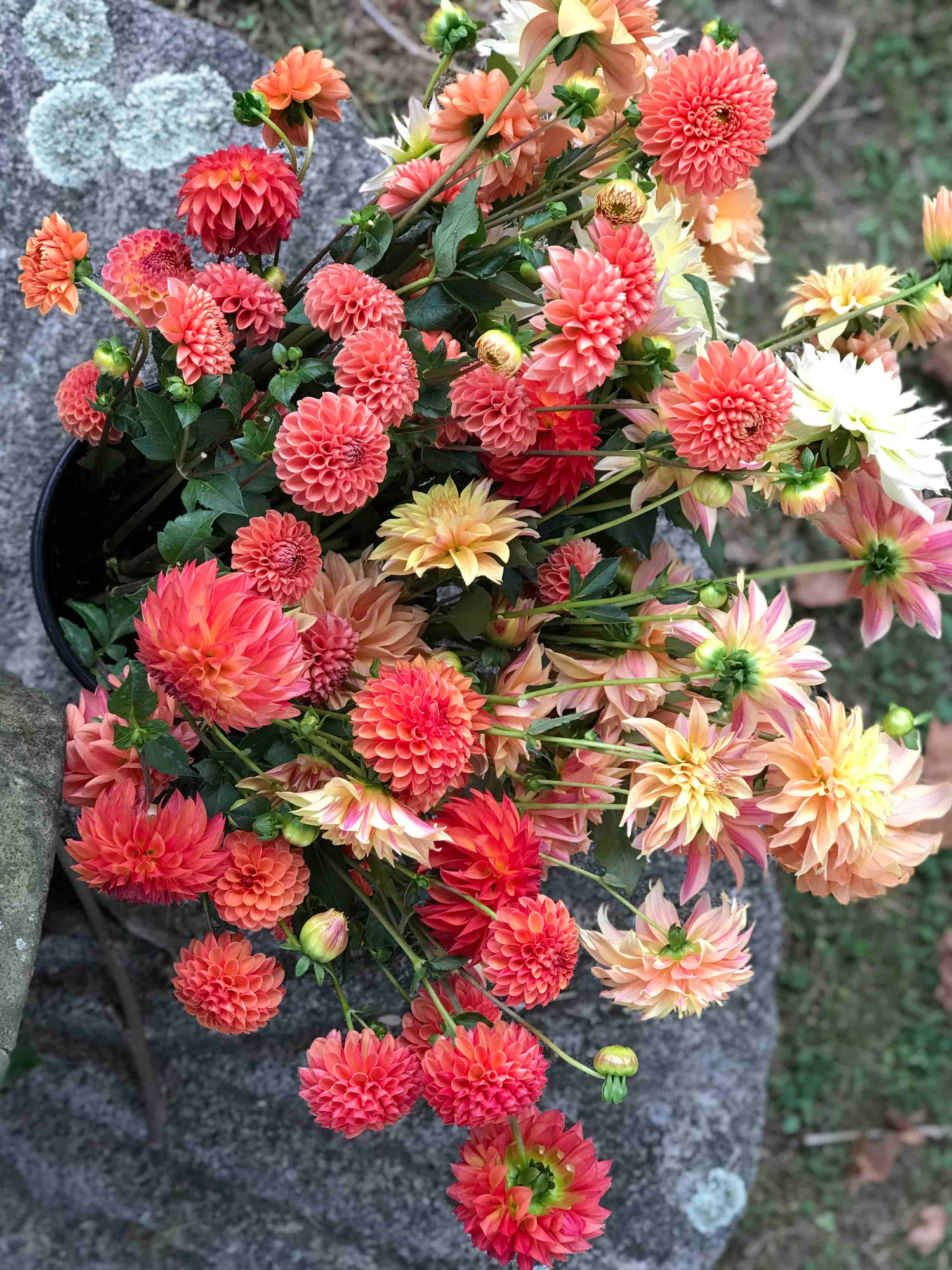 New Hope Flora Cottage fall garden flowers