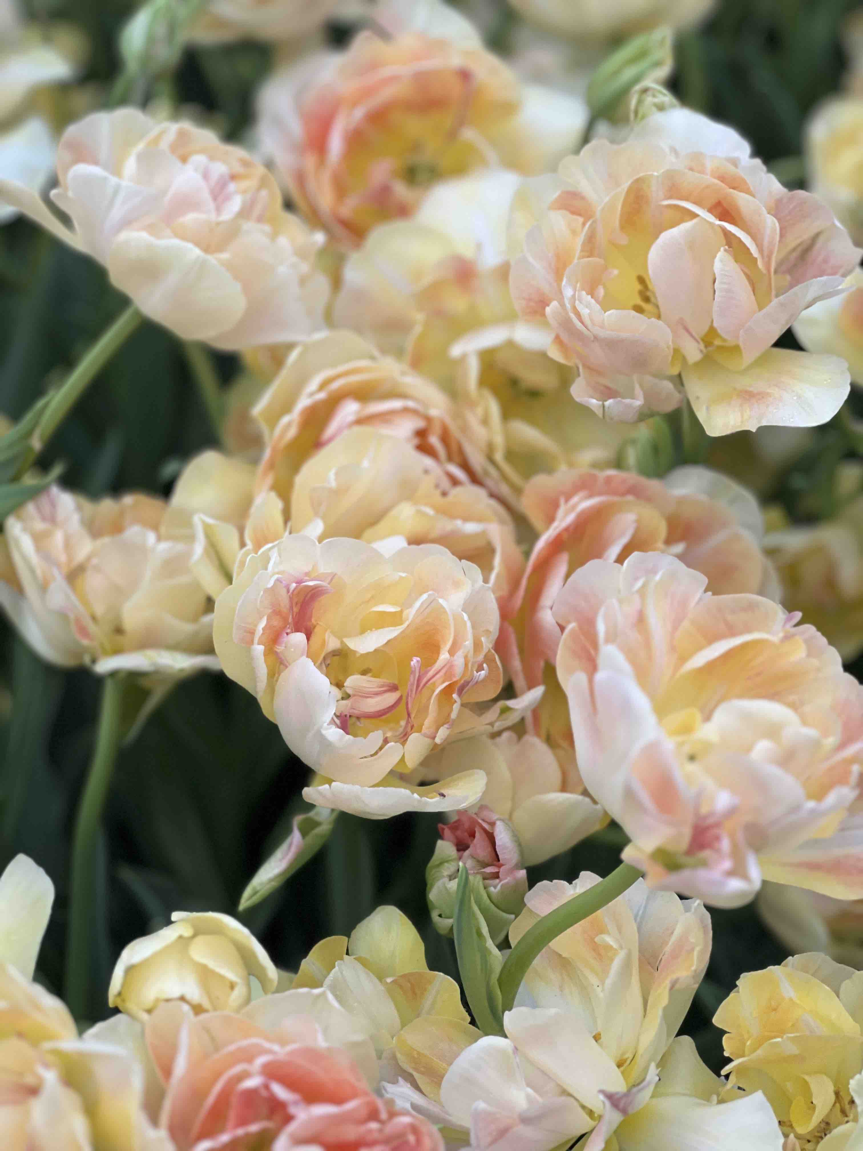 New Hope Flora Cottage garden flowers