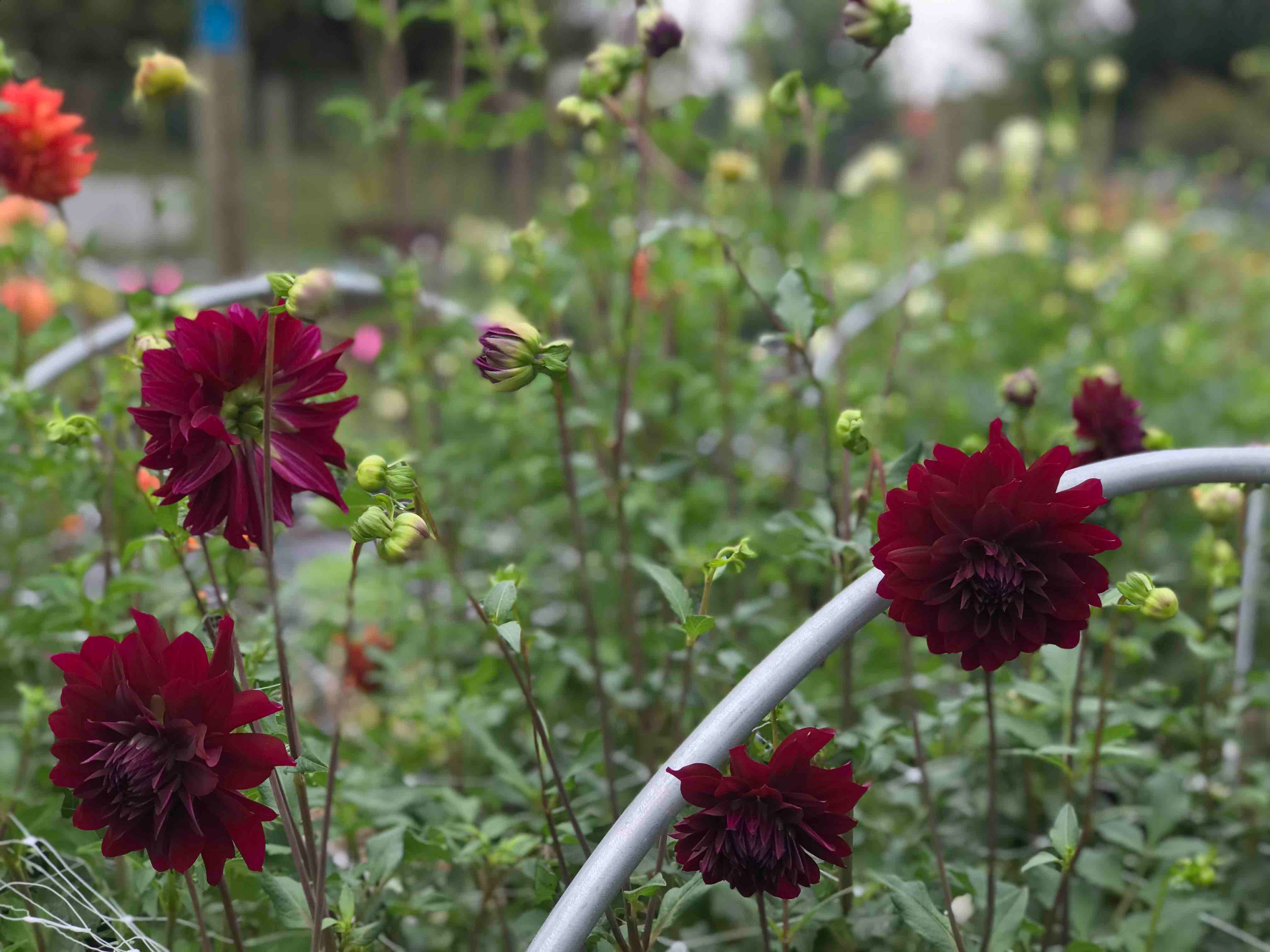 New Hope Flora Cottage growing fall flowers
