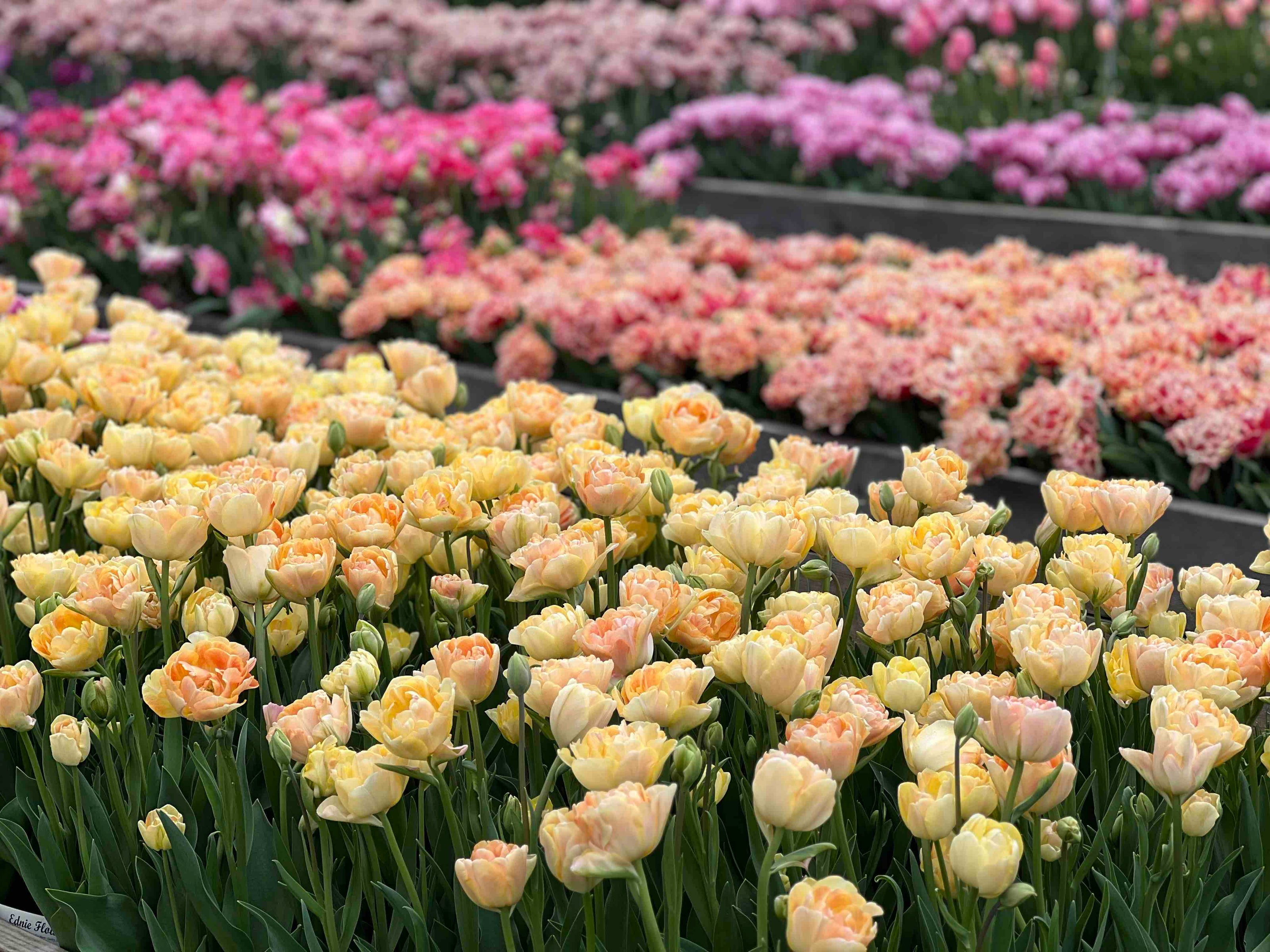 New Hope Flora Cottage growing tulips