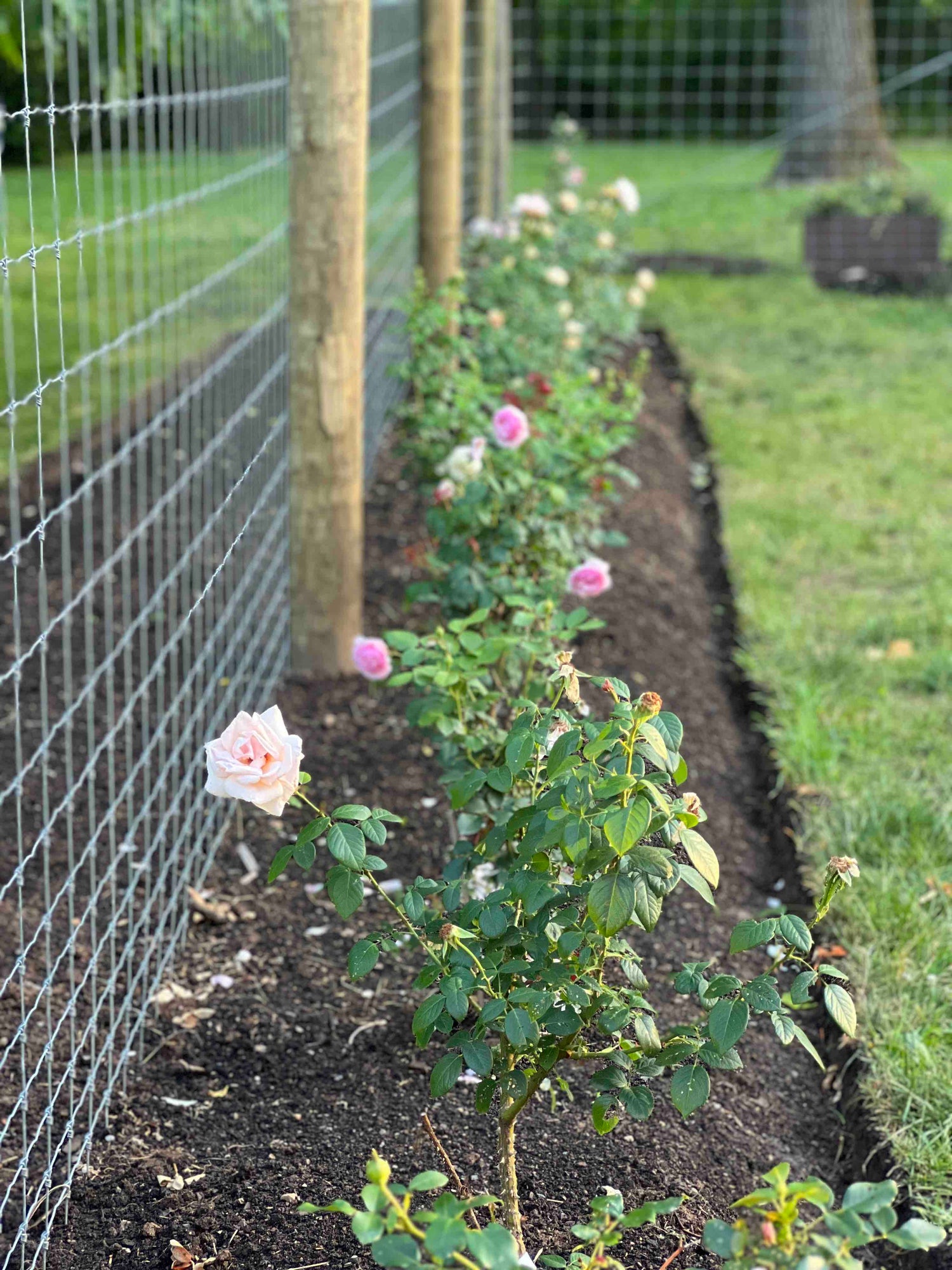 New Hope Flora Cottage rose garden bed
