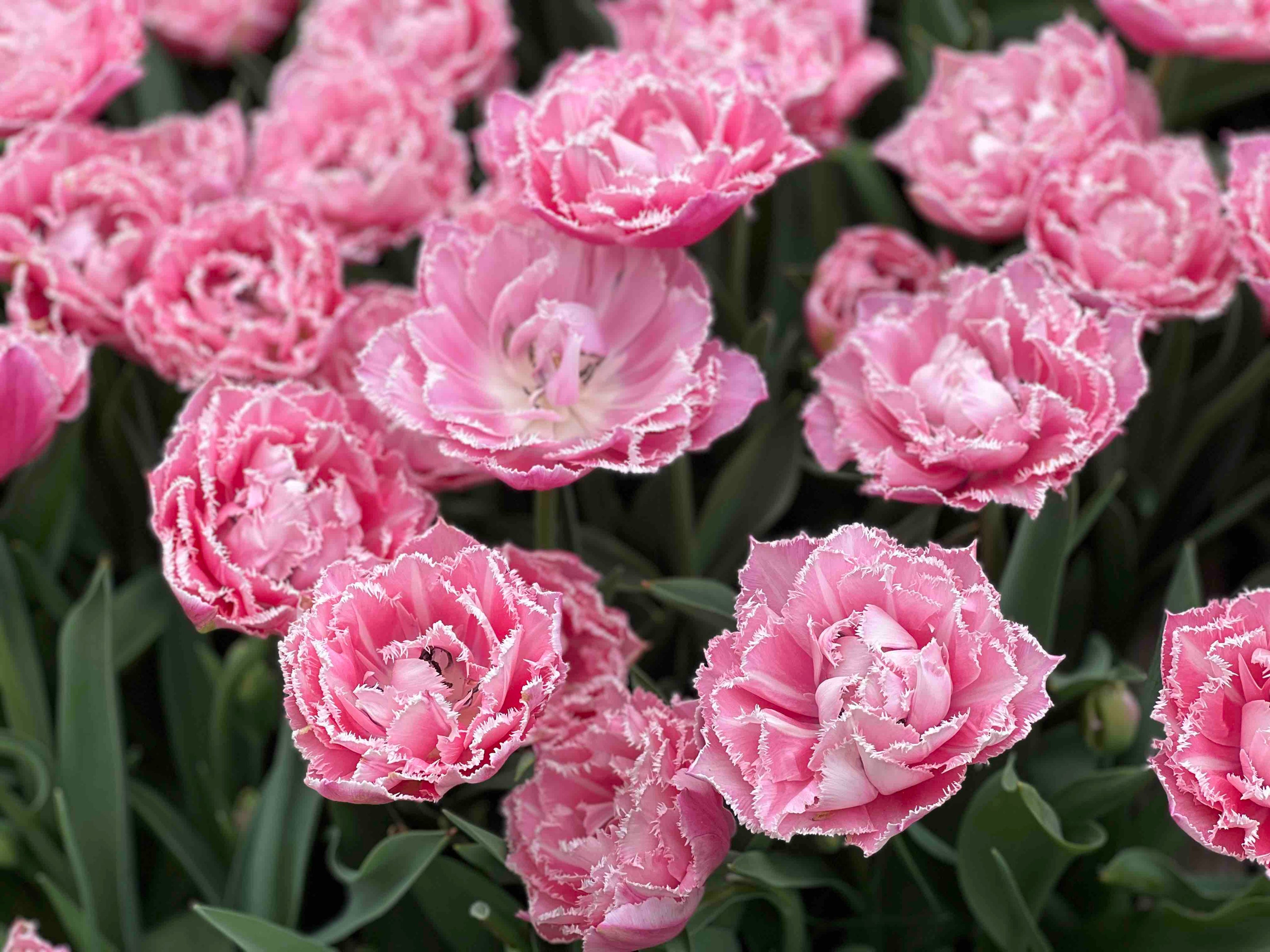 New Hope Flora Cottage tulips